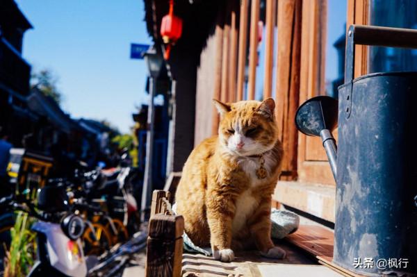 再有半個月，北京將迎來最美的季節，12個銀杏寶藏地，附機位攻略