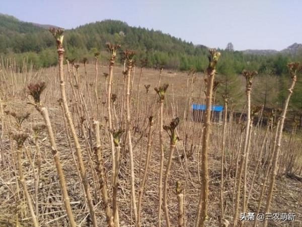 帶你認識16種不同的野菜，附帶圖片和吃法，若見到請珍惜