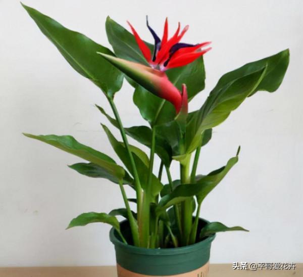 網購需謹慎，元旦將近，花販子常見的3種“套路”，您中招了嗎