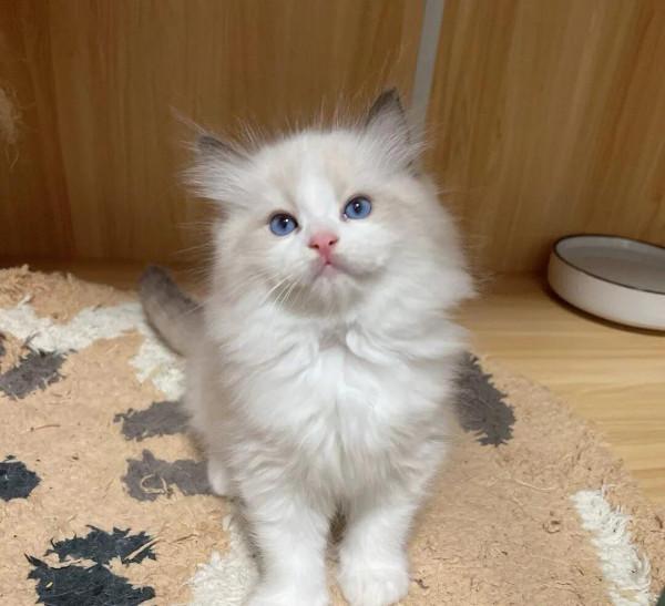 布偶求抱走|溫順 布偶求抱走|溫順