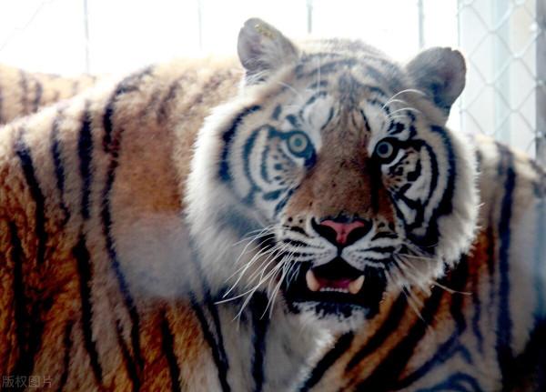 武松打虎情景再現:1996年琿春市農民金元國徒手打跑東北虎 武松打虎情景再現:1996年琿春市農民金元國徒手打跑東北虎