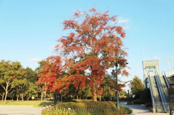 楓香樹、北美楓香、美國紅楓、三角楓，如何“楓”得清？