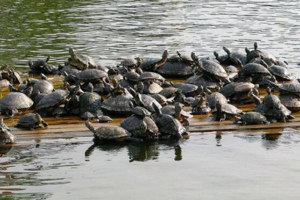 姚志剛:不到兩萬元入行,養龜鱉絕地翻身,年賣甲魚達千萬元 姚志剛:不到兩萬元入行,養龜鱉絕地翻身,年賣甲魚達千萬元