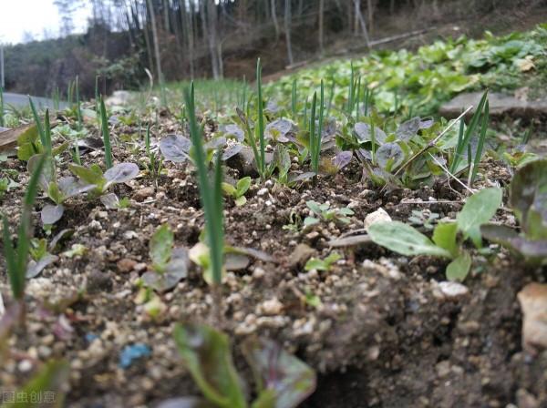 十月,這些蔬菜都可以種啦!口感好,產量高~農戶趕緊安排播種 十月,這些蔬菜都可以種啦!口感好,產量高~農戶趕緊安排播種