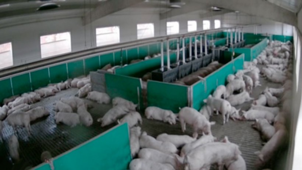 參觀西班牙自動化育肥場,自動飼餵、自動承重、自動分欄銷售 參觀西班牙自動化育肥場,自動飼餵、自動承重、自動分欄銷售