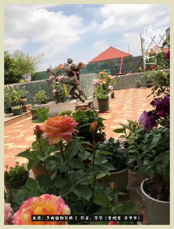 我的造園之夢：鮮花、多肉、錦鯉，這才是樓頂花園該有的樣子