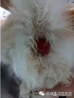 一隻總愛往醫院跑的貓