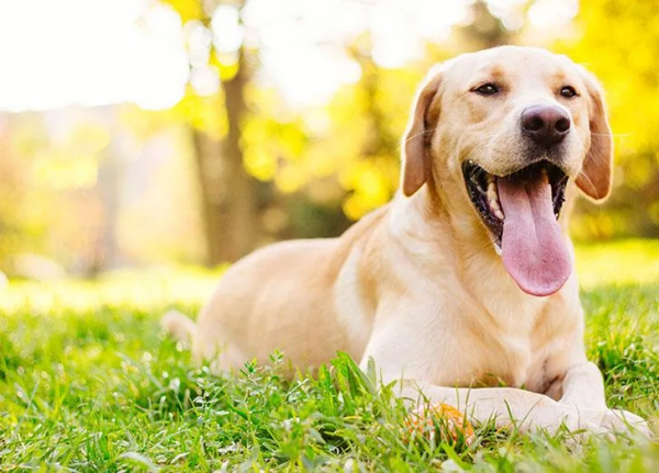 25種最聽話的狗狗 25種最聽話的狗狗