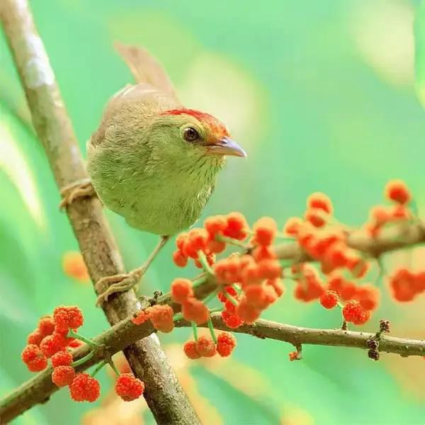 分享&mdash;&mdash;天生麗質的鳥兒