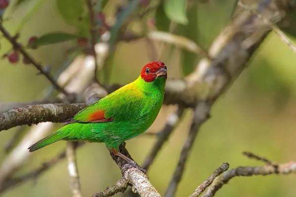 唐加拉雀集合，30只小小鳥