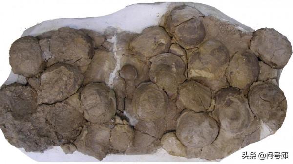 侏羅紀墓地揭示了恐龍群居的最古老證據：巴塔哥尼亞鼠龍蛋化石