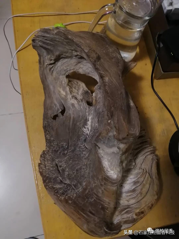 十年後崖柏還有人玩嗎？