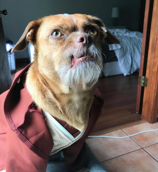 狗狗因長了“山羊鬍”被丟，被好心人救下以後，達到了狗生巔峰