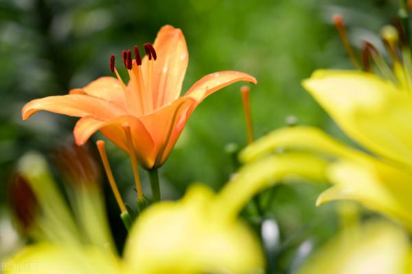 鮮切花中的“5美人”，都可以盆栽養殖，養好了，鮮花自由