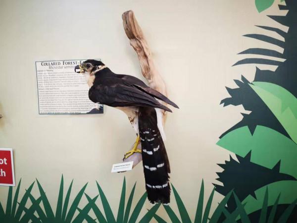 世界自然遺產——貝里斯大藍洞 世界自然遺產——貝里斯大藍洞