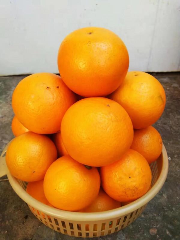 吃過這種橙子嗎？