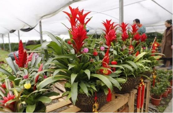 花農青麥澤翁：客廳養花是有講究，來看看吧