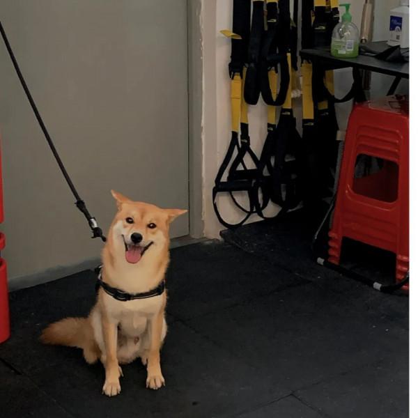 送他去上海之後，我決定再也不養狗了