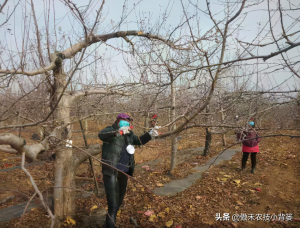蘋果樹冬季修剪,早剪和晚剪哪個好?哪些應早剪,哪些應晚剪? 蘋果樹冬季修剪,早剪和晚剪哪個好?哪些應早剪,哪些應晚剪?