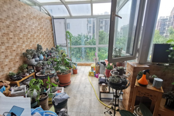 4種&OpenCurlyDoubleQuote;健康花&rdquo;，格調高裝飾效果強，家裡養一盆，乾淨健康心情好