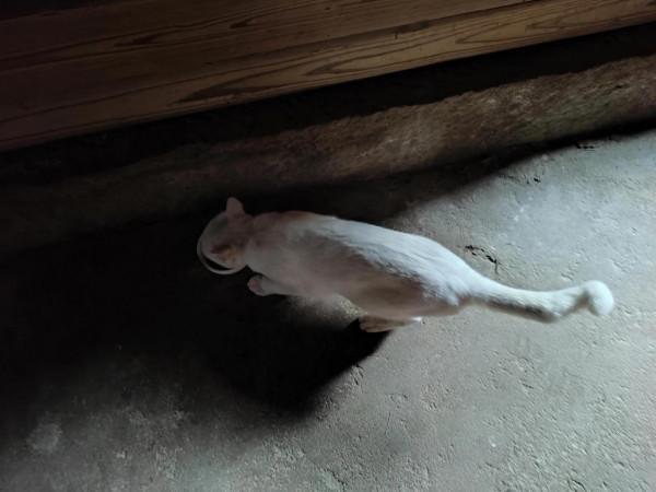 貓的謀生之道,值得我學習 貓的謀生之道,值得我學習