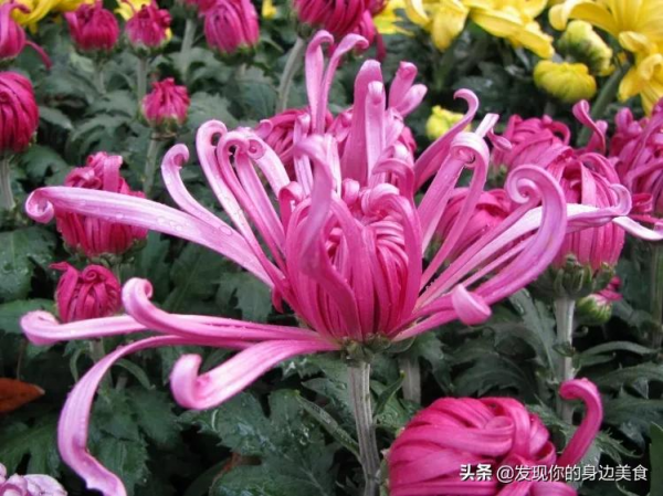 傲霜菊花奪人眼