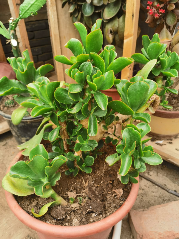 4種花天生“窮命”,越虐長得越壯實,適合新手養 4種花天生“窮命”,越虐長得越壯實,適合新手養