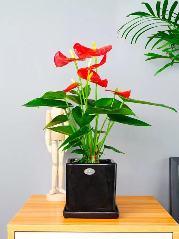 利於健康的吉祥花,建議從這12種裡面選擇,好養大氣有旺宅的寓意 利於健康的吉祥花,建議從這12種裡面選擇,好養大氣有旺宅的寓意