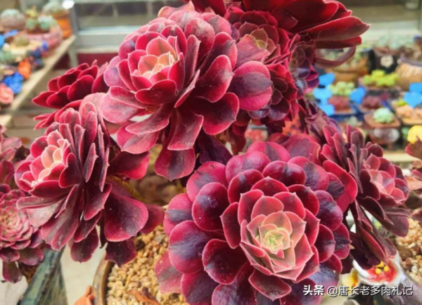 覺得一般的多肉不夠大氣？那養這6款多肉吧！養好後既大氣又美麗