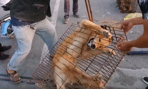 500塊咬人金毛賣狗販,不明真相的狗狗因信任主人,狗市裡撒歡 500塊咬人金毛賣狗販,不明真相的狗狗因信任主人,狗市裡撒歡