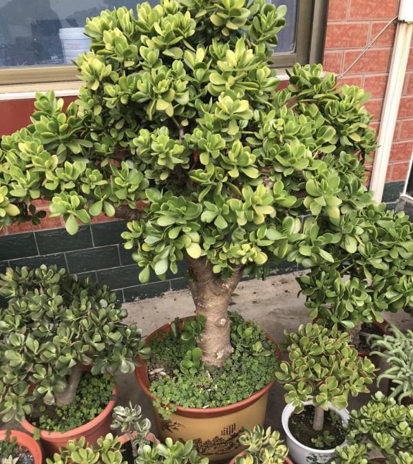 &OpenCurlyDoubleQuote;懶人&rdquo;就養這10種花，一個月不澆水也死不了，多曬少管更健壯