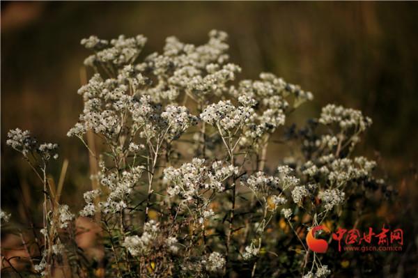 蘭州馬坡：看煙火人間醉美秋色
