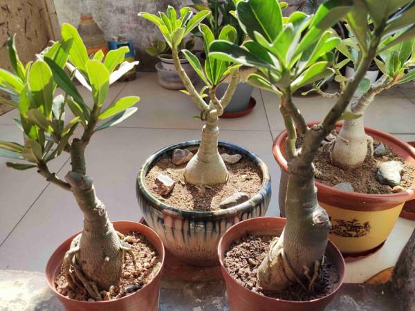 9種“懶人花”，適合小盆養，管得“少”一些，才能多開花