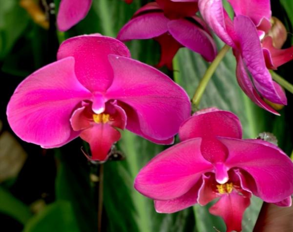 蘭花：部分種類圖鑑