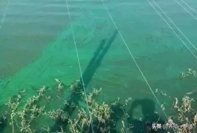 常見八大水色藻相及調控，決定水產養殖效益、成敗