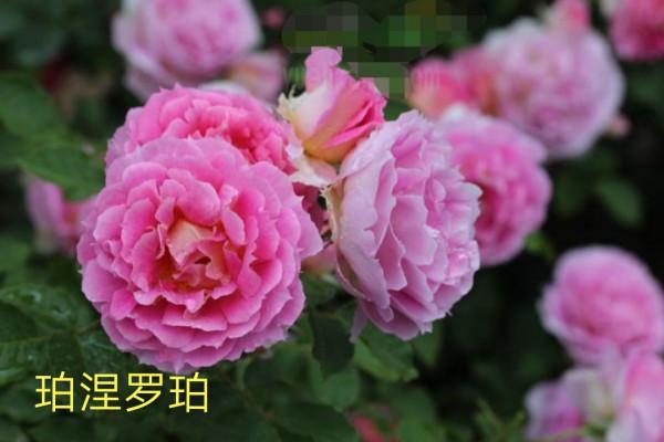 木村卓功及木村系列月季品種（4）