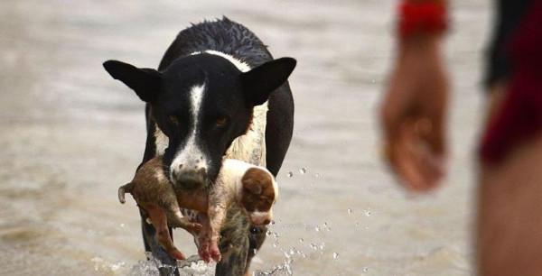 母狗把幼崽叼到你面前，原來它是這樣認為的