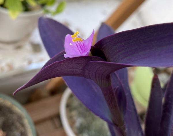 葉子美過花，簡單5個方面，輕鬆養好紫竹梅