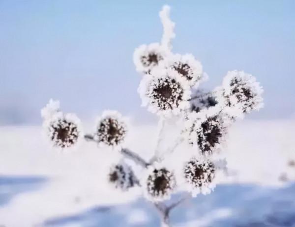 新疆霧凇,這才是完美冬天的開啟方式,真正的冰雪王國... 新疆霧凇,這才是完美冬天的開啟方式,真正的冰雪王國...