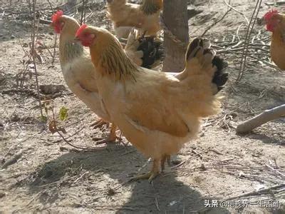 廣東最好吃的十種雞 廣東最好吃的十種雞