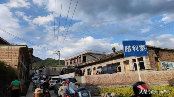 貴定臘利梯田黃了，農業觀光異常火爆