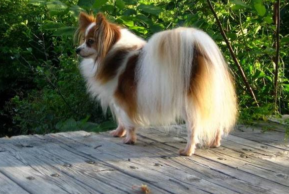 蝴蝶犬見紅，是怎麼回事？該如何幫助它們呢？