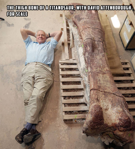 1891歲大樹的年輪，大象推翻汽車，喜鵲騎著白頭鷹，鬣狗飼養員