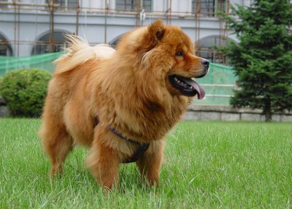 狗狗排行榜:什麼狗狗最難訓?邊境牧羊犬上榜 狗狗排行榜:什麼狗狗最難訓?邊境牧羊犬上榜