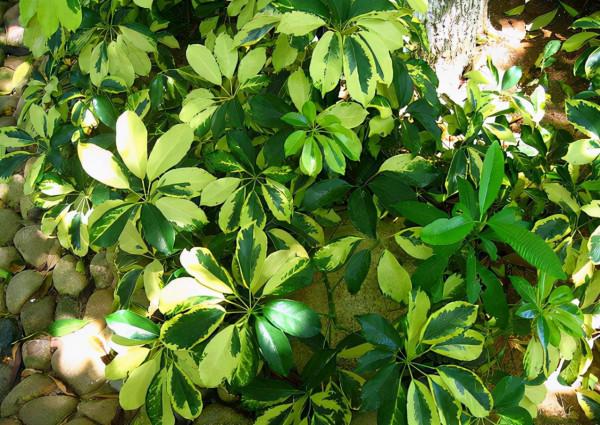 被譽為“招財樹”的鵝掌柴，居家盆栽該注意什麼？