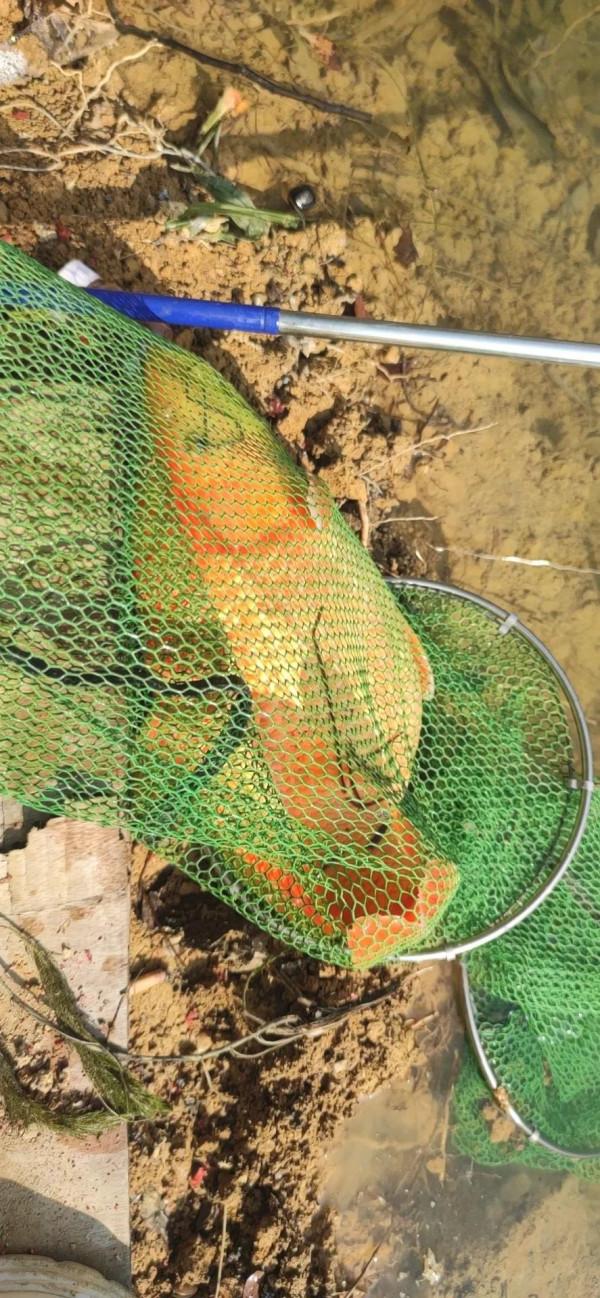 紅鯉魚躍龍門咯