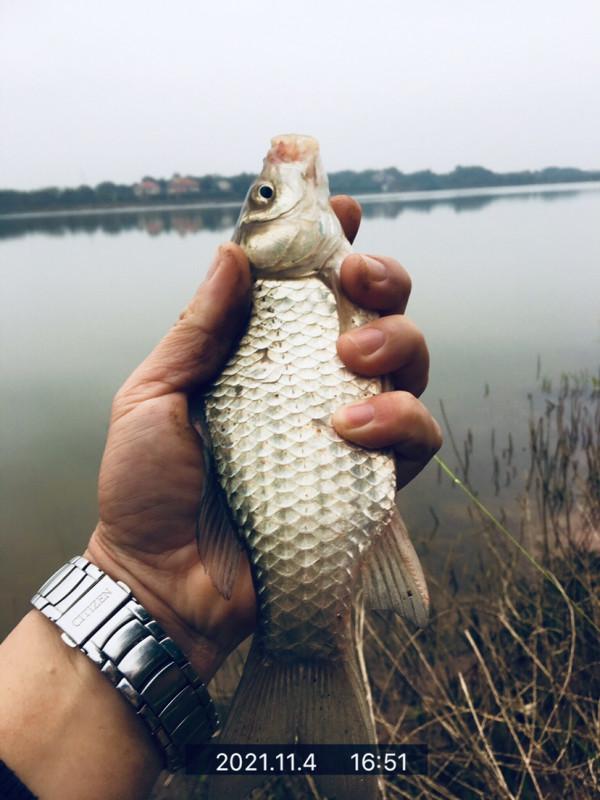 三戰團頭湖，周老漢已破解初冬鯉鯽之自然密碼
