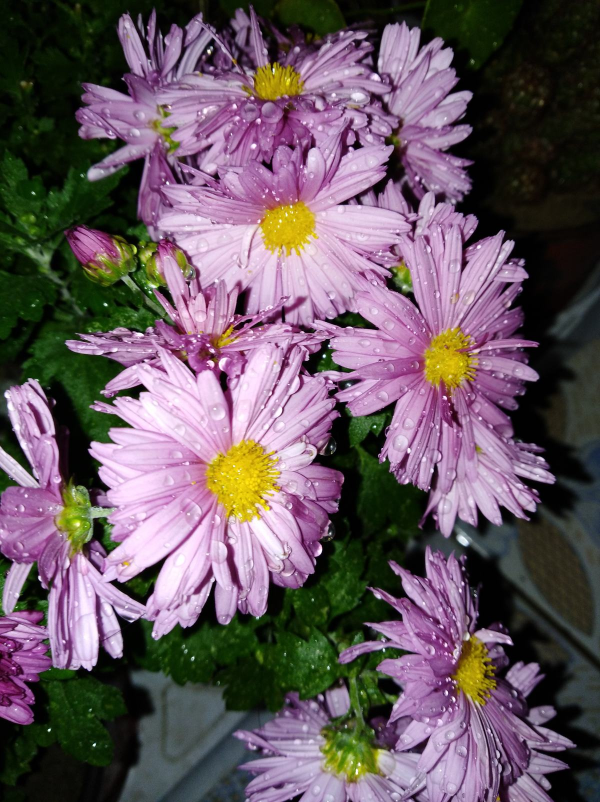 自制養花殺蟲水，效果好沒汙染，安全放心