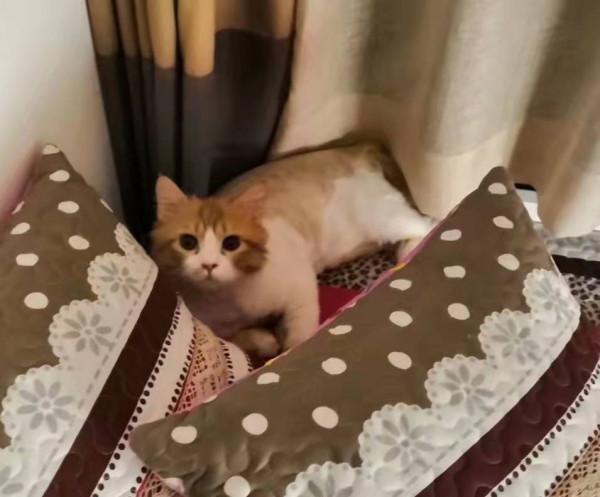 我是愛貓人士，養貓為什麼沒有以領養代替購買？