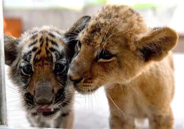 虎年看萌虎，哪對CP你最愛？